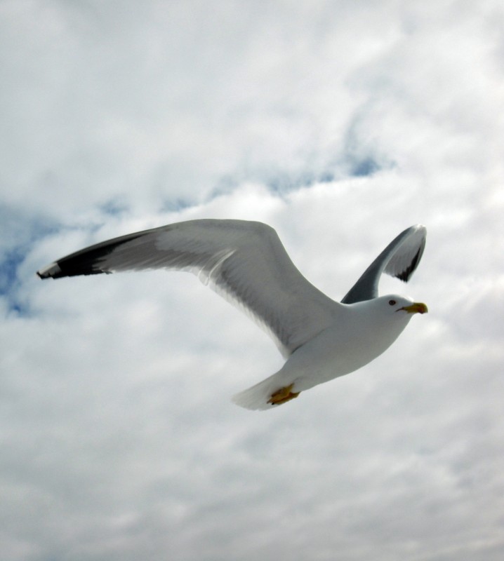 gaviota1