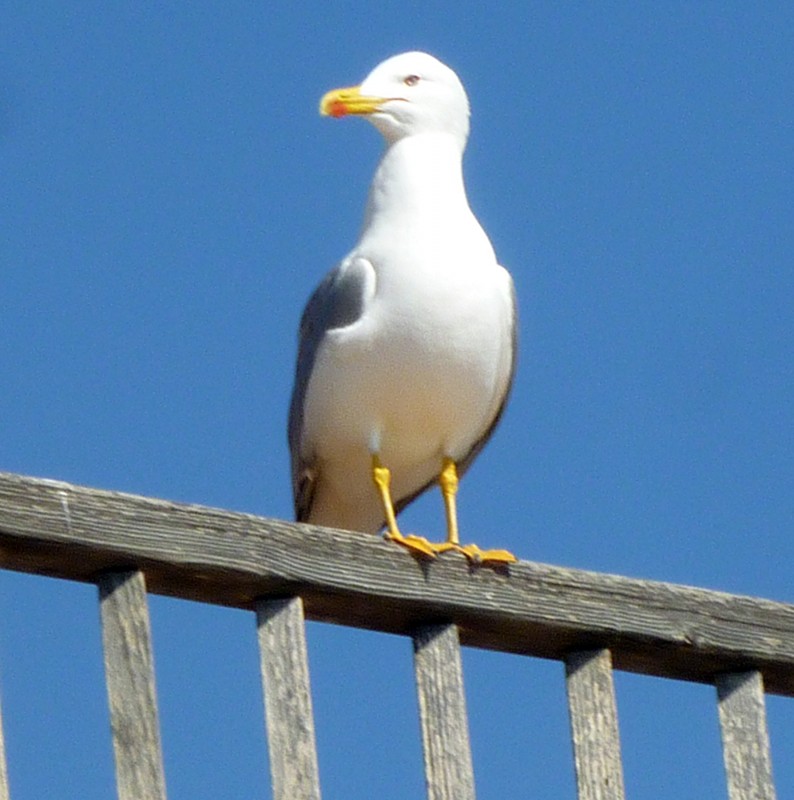 gaviota2