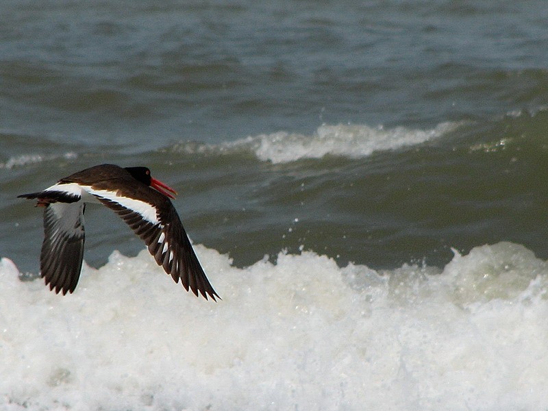 Volando voy..,