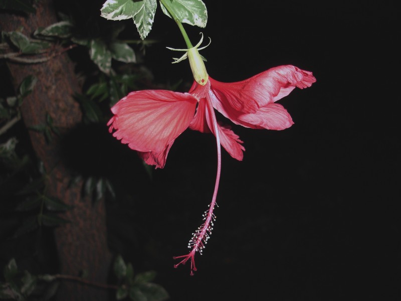 El baile de la flor