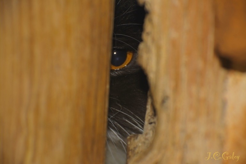 El ojo curioso