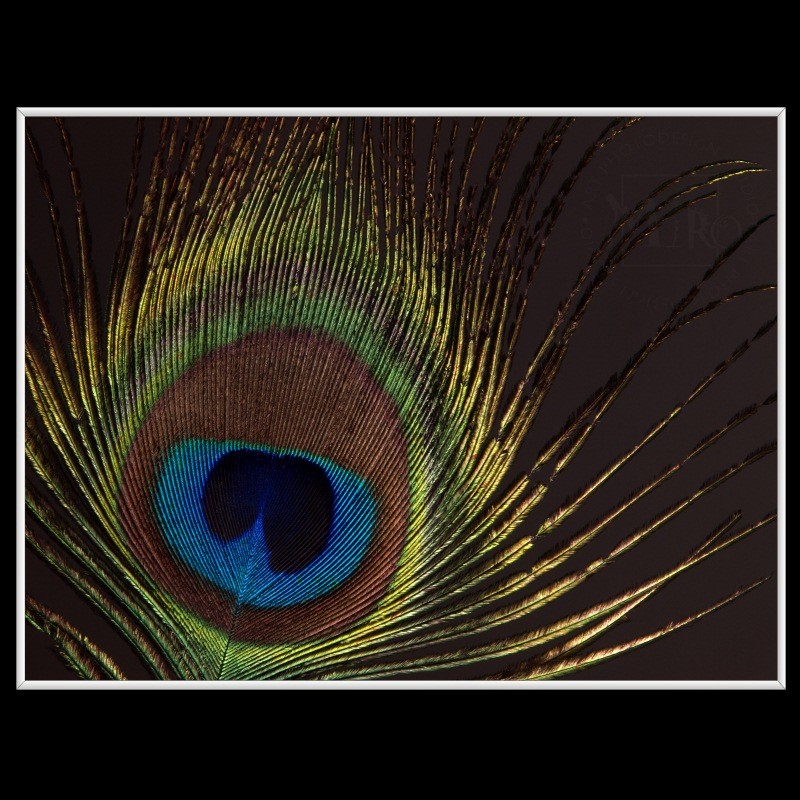 Feather eye