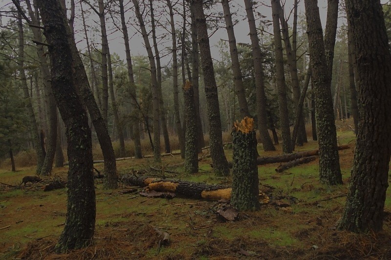 bosque pedrizero