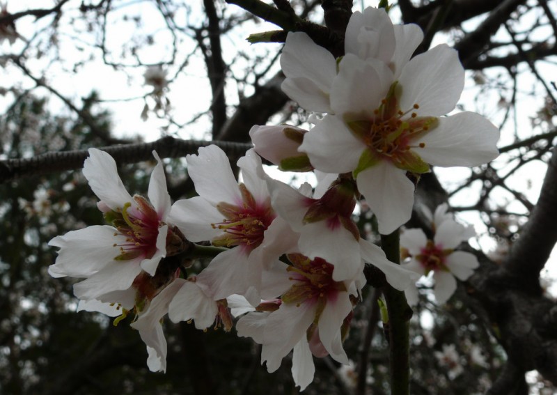 almendros en flor