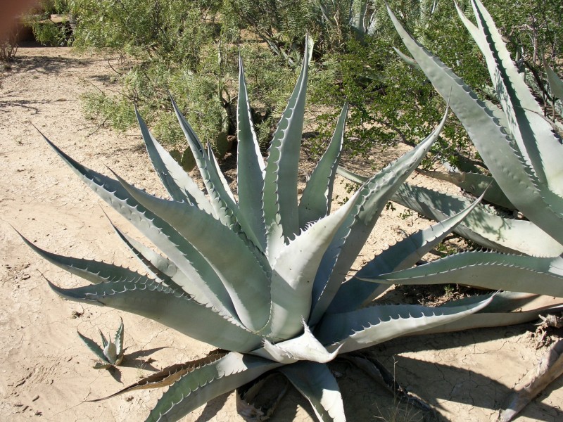 Agave 