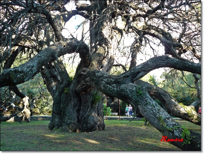 Algarrobo Abuelo