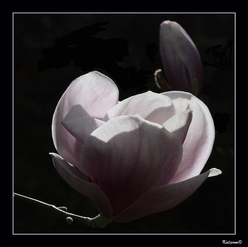 El aroma de la magnolia