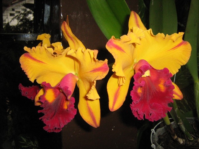 Orquideas de Colombia