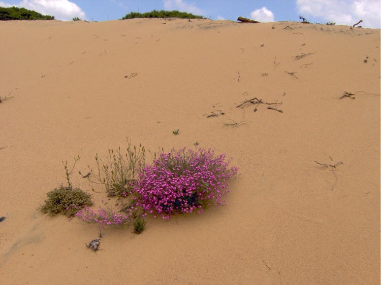 Color en la duna