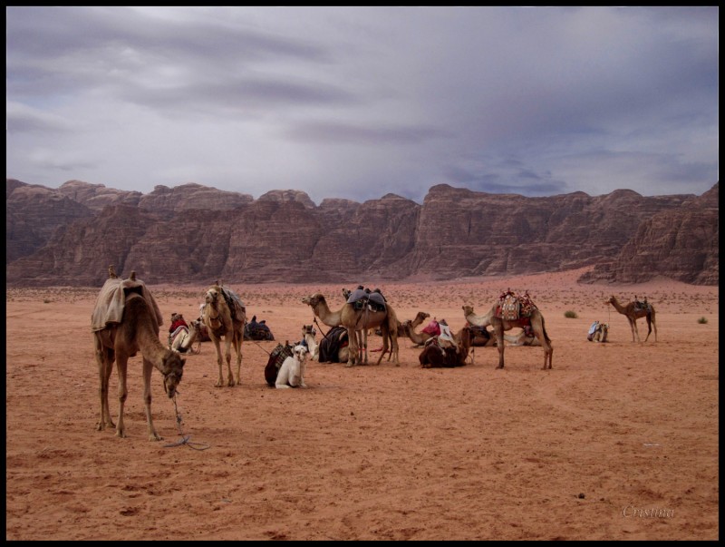 Camellos en Wadi rum