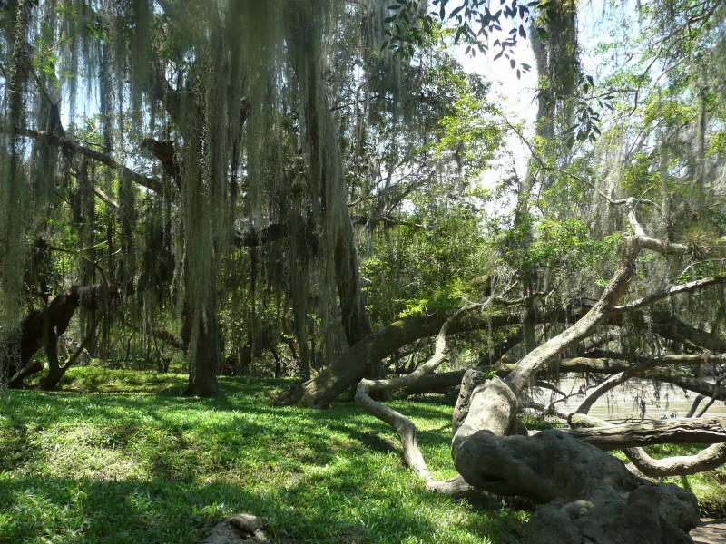 Parque Gallineral 323