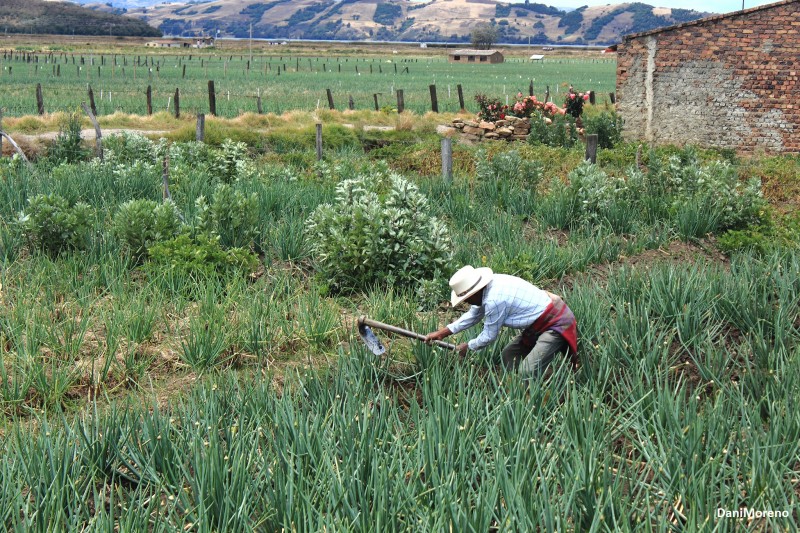 Cultivando