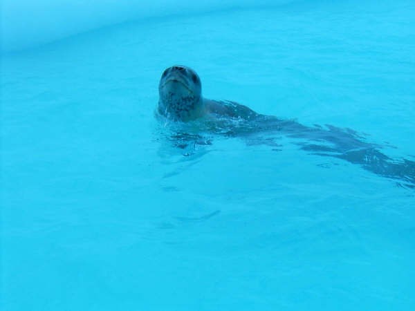 foca leoparda