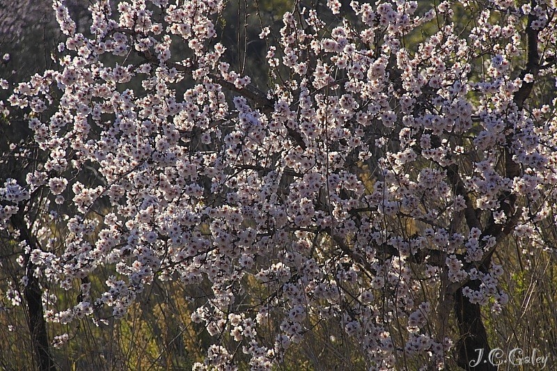 La fiesta del almendro