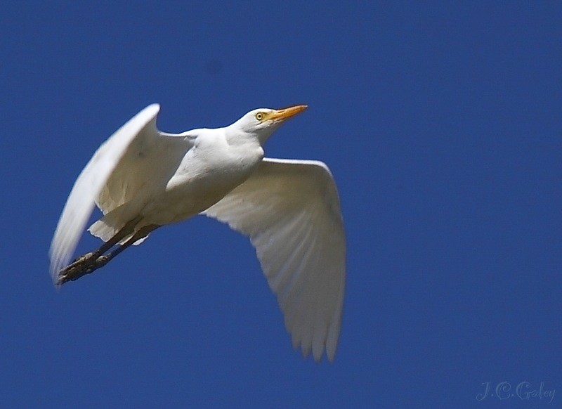 blanco y azul