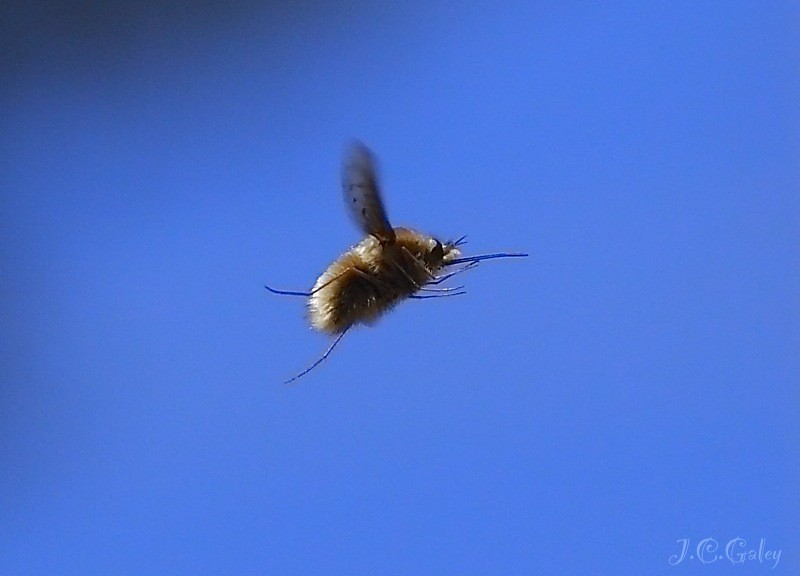 cazada al vuelo