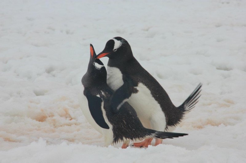 amor en el hielo