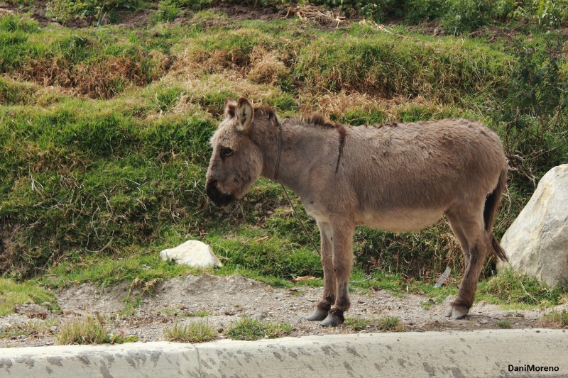 Burro peludo