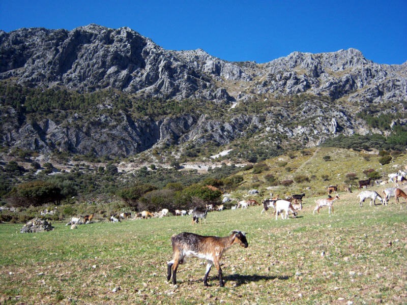 Cabras pastoreando