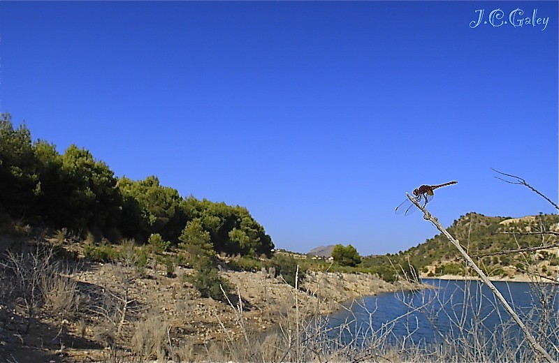 territorio libelula