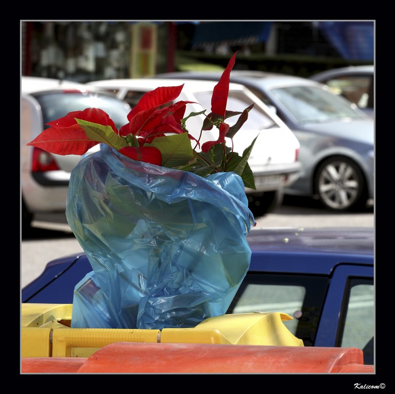 Quin necesita una flor?