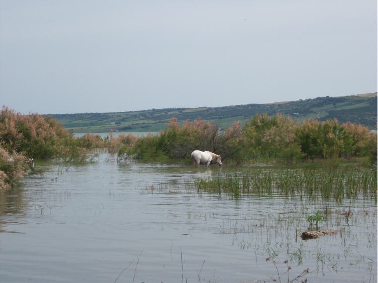 Equno en pantano