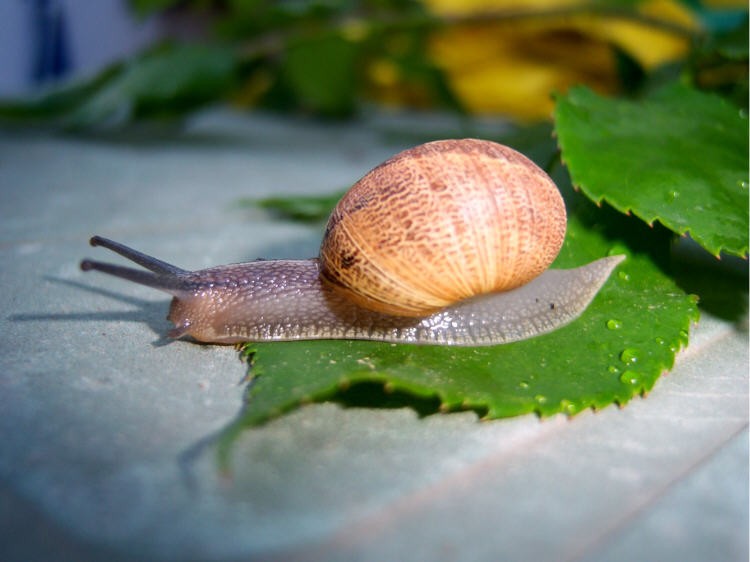 Caracol