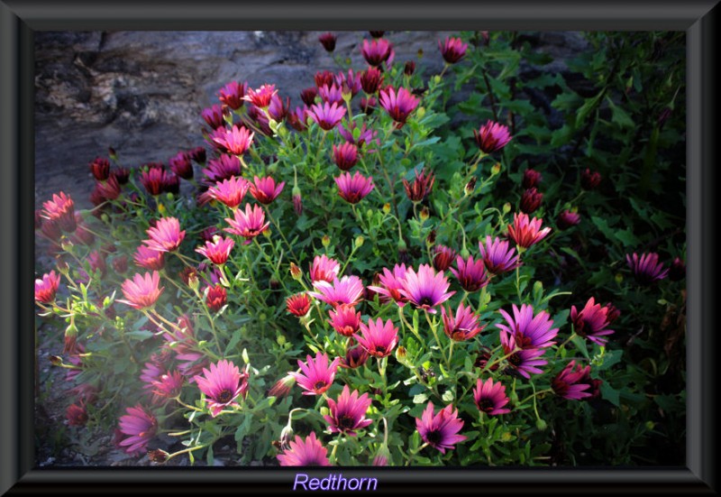 Flores en la playa