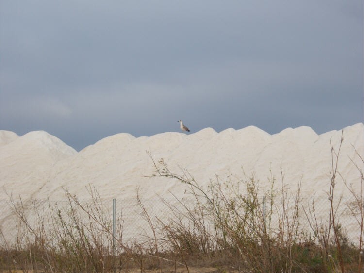 gaviota salada