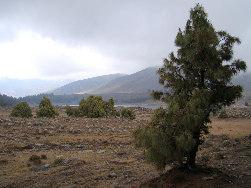 Pramo de los Andes Venezolanos