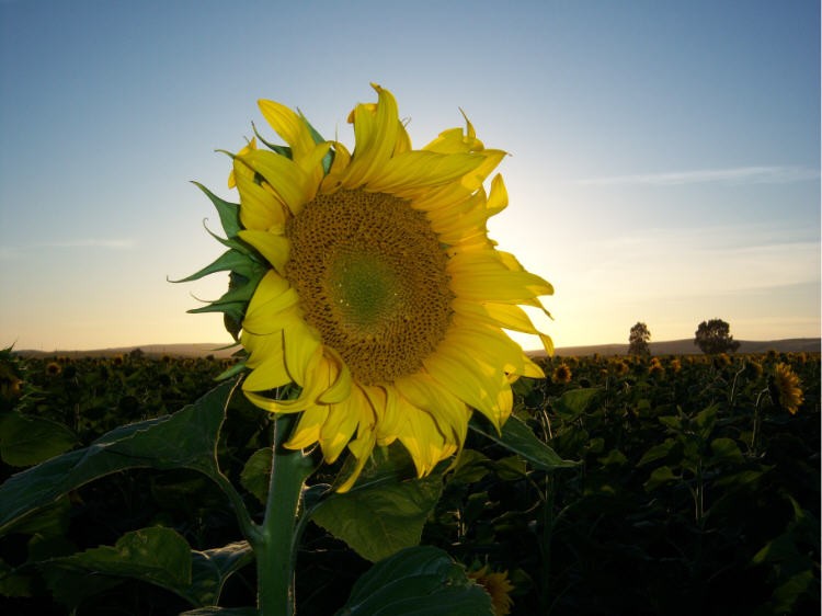 Girasol