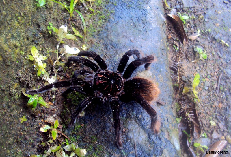 Pequea Tarantulita