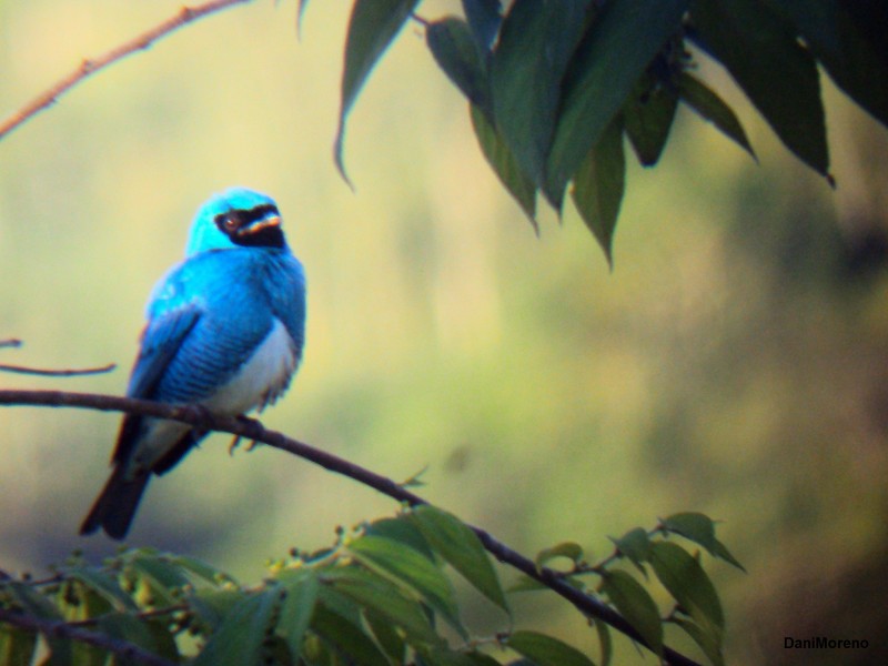 Tngara Golondrina