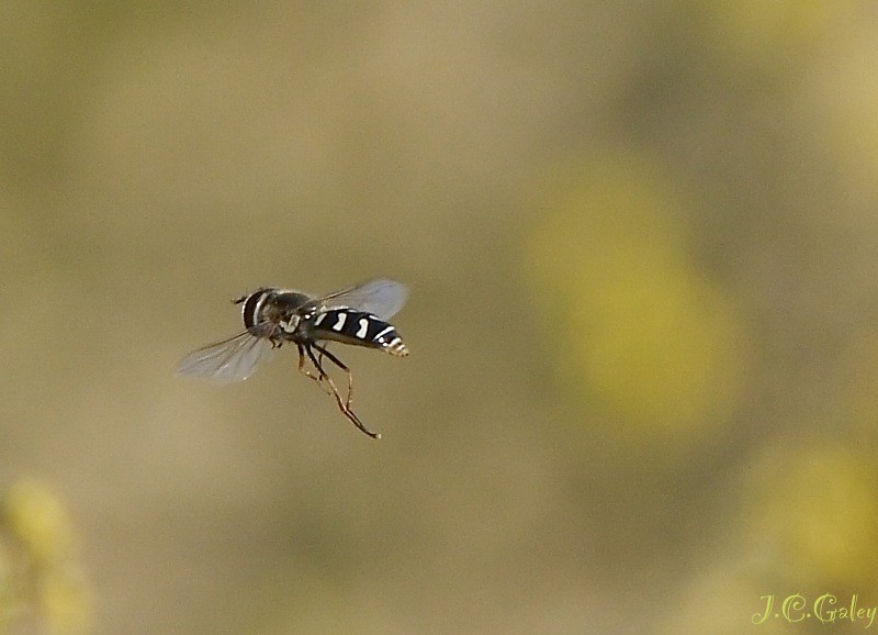 congelando el vuelo