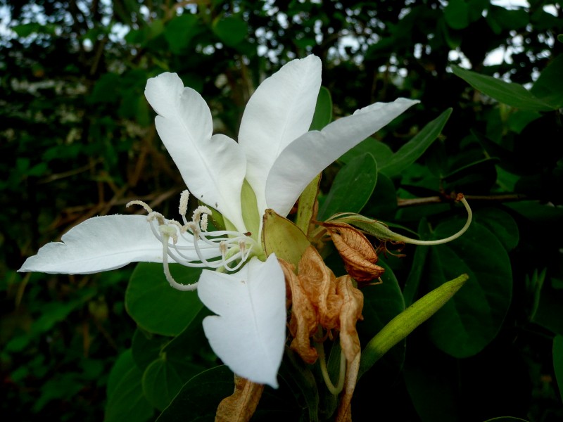 Blanca Libertad