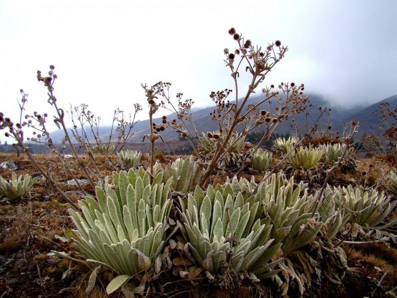 Paisaje de Pramo