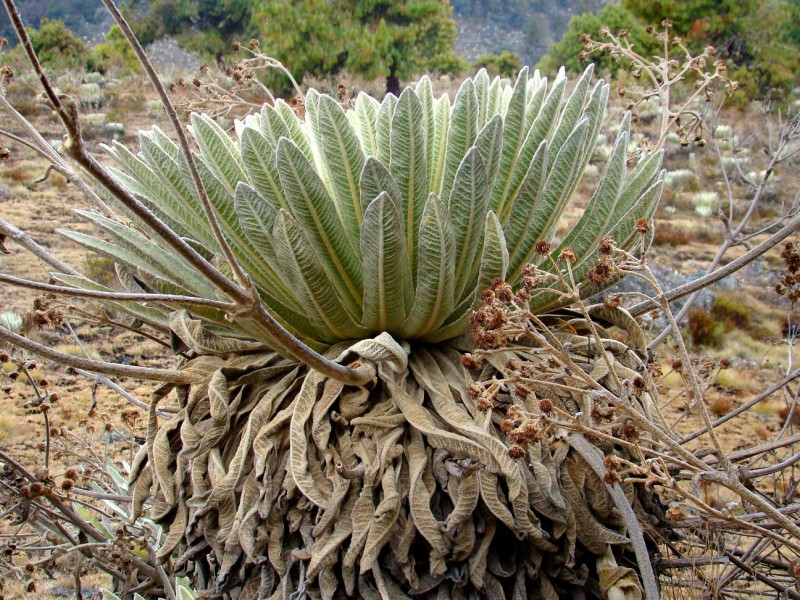 Frailejn Venezolano