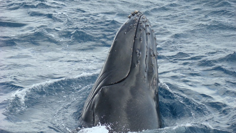 ballena jorobada