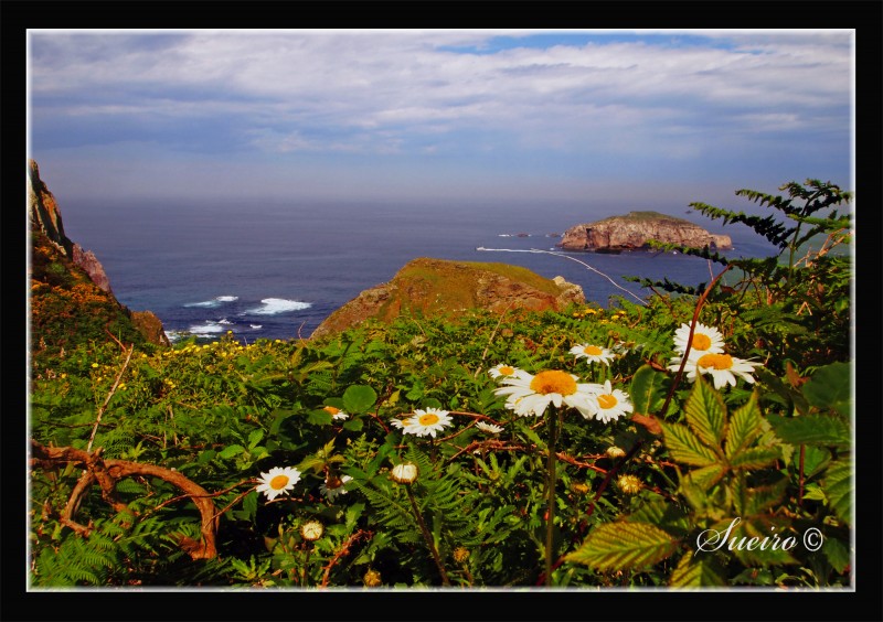 vegetacion y mar