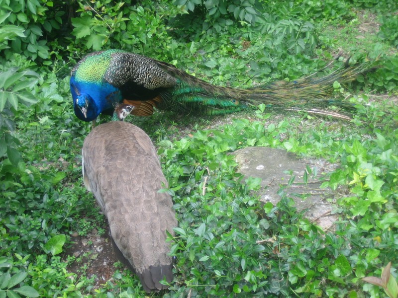 Pelando la pava