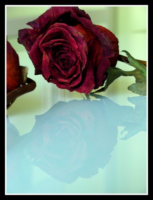 El reflejo de la rosa