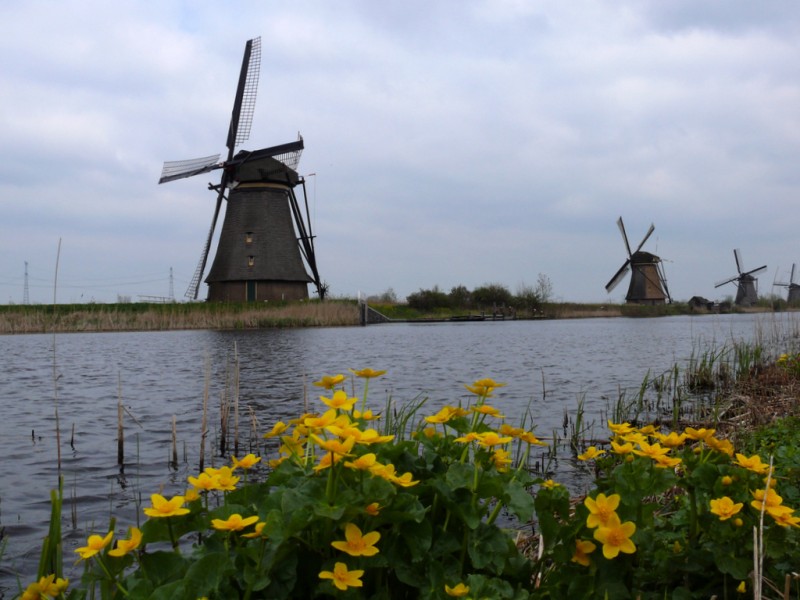 Primavera en Kinderdijk