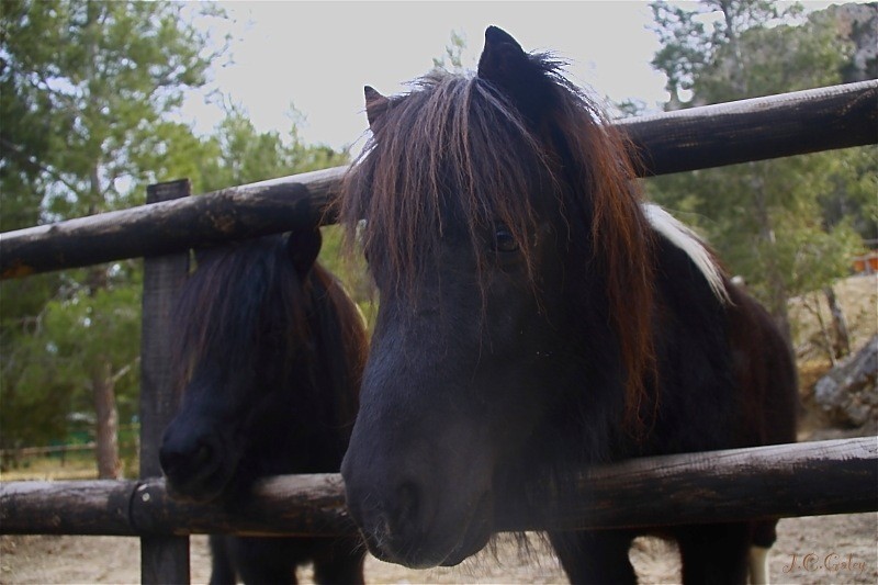 Pequeos ponys