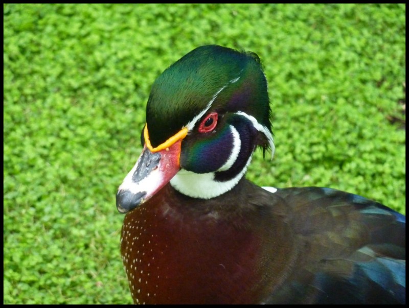 Pato Domestico (Anas platyrhynchos)