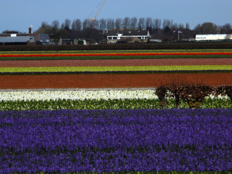 primavera en el campo