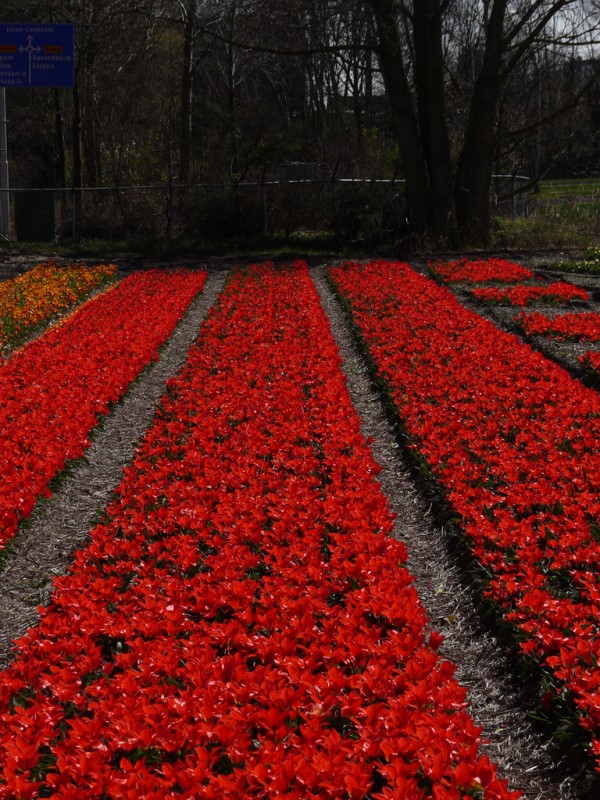 paisaje en rojo