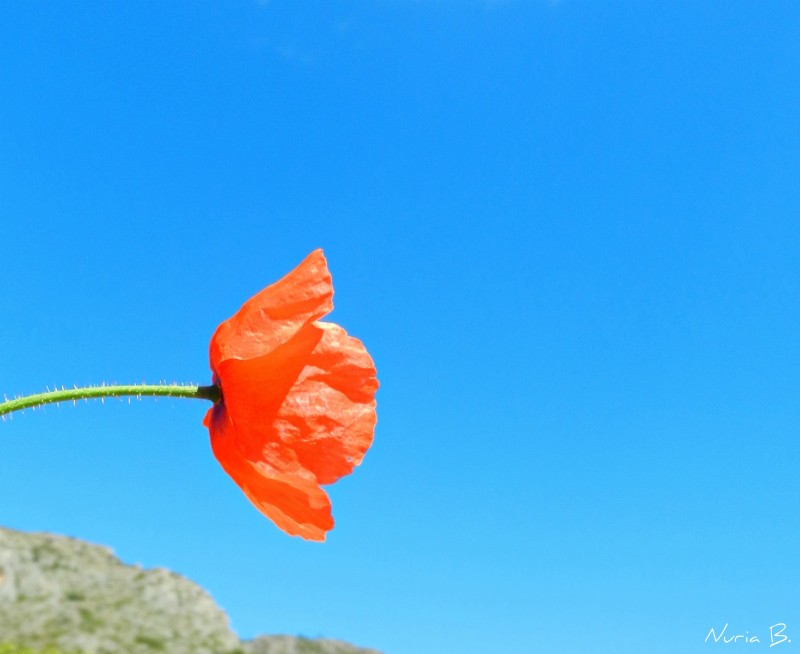 Aire de amapola