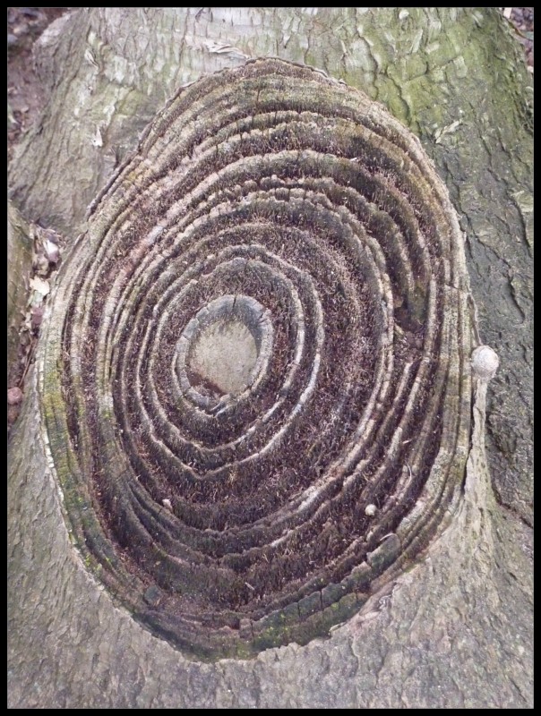 La edad del arbol.