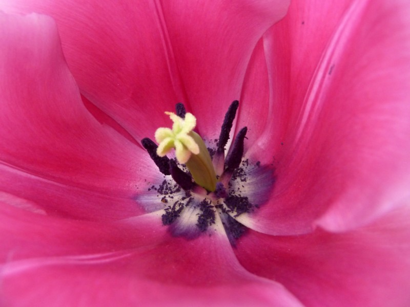 intimidad de la orqudea