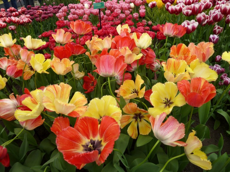 orqudeas y tulipanes